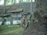images/photos/1981_Sri_Lanka/Sri_Lanka_1981-05.jpg