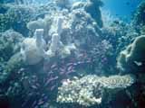 images/photos/1993_Philippines_Diving/Philippines_diving_1993-19.jpg