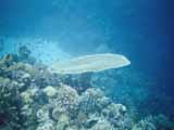 images/photos/1993_Philippines_Diving/Philippines_diving_1993-23.jpg
