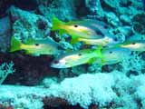 images/photos/2007_Red_Sea/Red_Sea_2007-20.jpg