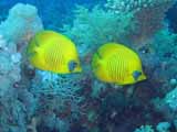 images/photos/2007_Red_Sea/Red_Sea_2007-29.jpg