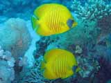 images/photos/2007_Red_Sea/Red_Sea_2007-30.jpg