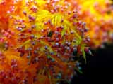 images/photos/2007_Red_Sea/Red_Sea_2007-53.jpg